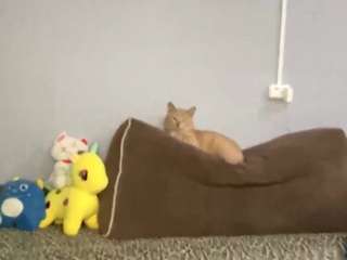 barabarajeffrie webcam