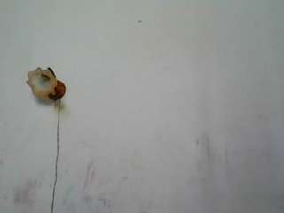 lilianpaschel webcam