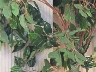 felipadecelles webcam