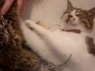 Live webcam model angelssscent on Soda Cams