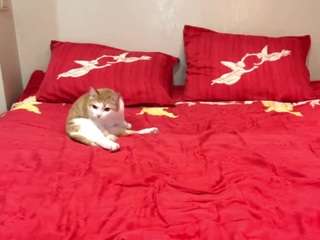 iraidarabey's CamSoda show and profile