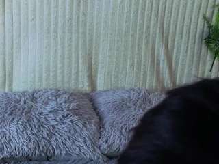 vespersolace