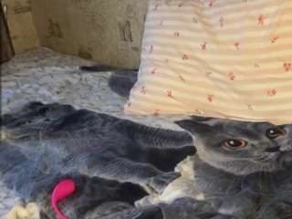 tynishawilder Sex Cam Show