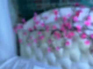 sallyecha