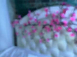 sallyecha