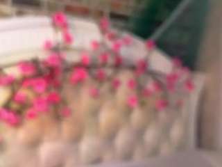 SallyeCha live cam preview