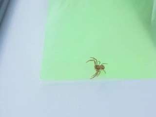 Sofia-Conner live cam preview