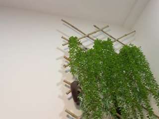 anabeldestiche