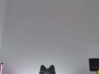 ivywild