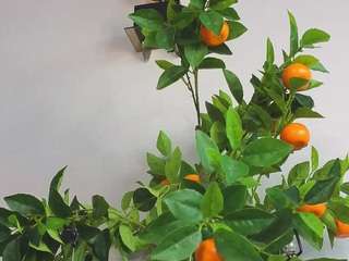 karienickeson