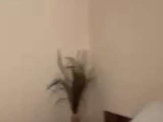elmagrahn