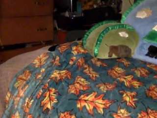 spitinmymouth313 live webcam show