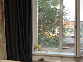 yajairahazelbush