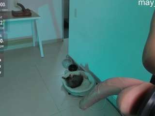Mayfoxx06 live cam preview