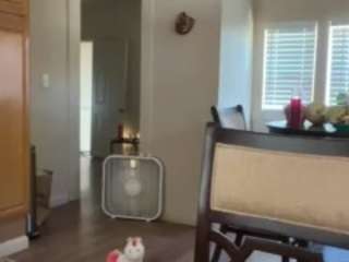 SinnamonBunniiii live webcam show
