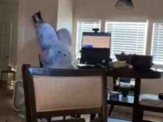 SinnamonBunniiii