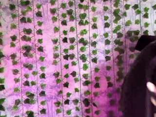 TawanaSweed live webcam show
