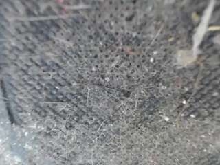 brenda-levine