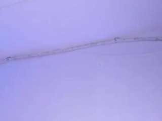 kittygirlsgh