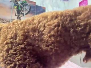 AmericaScharler live cam preview