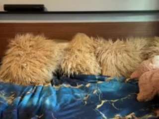 LaylaRed live webcam show
