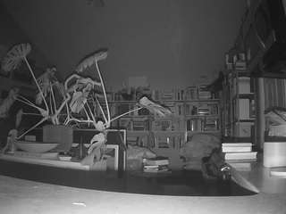 voyeurcam bridgetleewalters 02