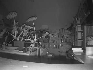  voyeurcam-bridgetleewalters-02 chat room