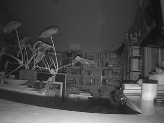 voyeurcam-bridgetleewalters-02 - Live HD Webcam