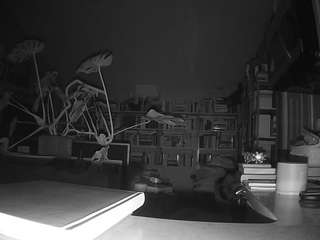 voyeurcam-bridgetleewalters-02