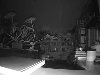 voyeurcam-bridge... Live Webcam on CamSoda