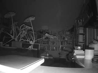 voyeurcam-bridgetleewalters-02