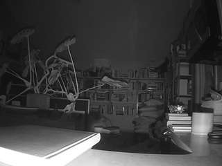 voyeurcam-bridgetleewalters-02