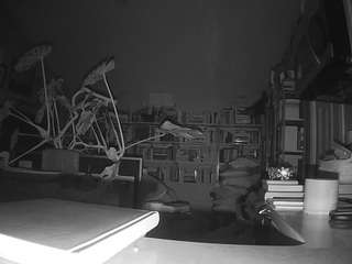 voyeurcam-bridge... Live Webcam on CamSoda