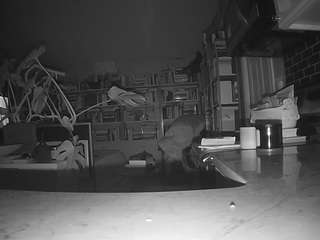 voyeurcam-bridgetleewalters-02