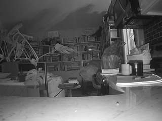 voyeurcam-bridgetleewalters-02 webcam model