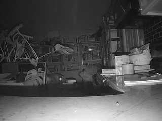 voyeurcam-bridgetleewalters-02