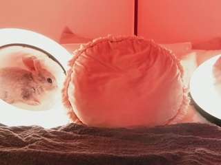 kirstendanston Live Webcam on CamSoda