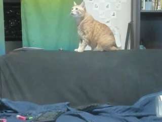 asskitten - Live Cam