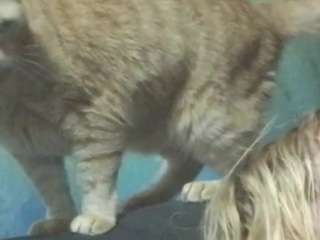 asskitten