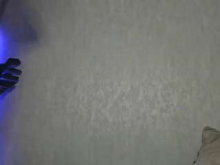 sugarcataleya